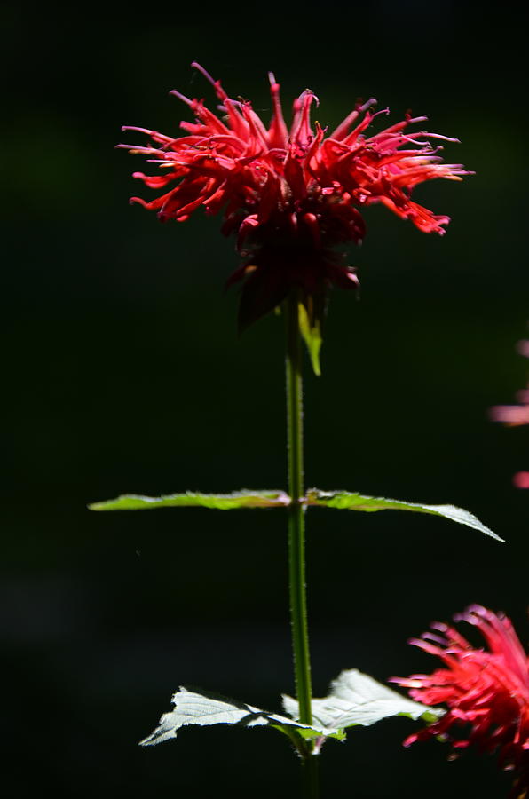 Bee Balm Photograph by Rich Clewell