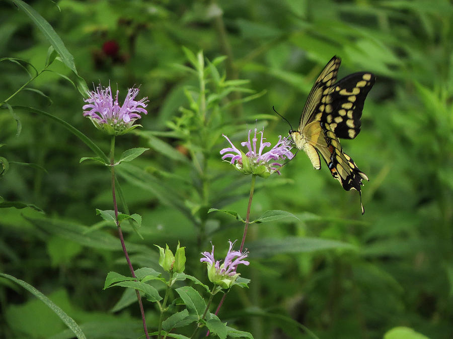 Bee Balm Swallowtail #1 Photograph by Kimberly Mackowski