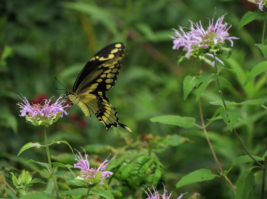 Bee Balm Swallowtail #2 Photograph by Kimberly Mackowski