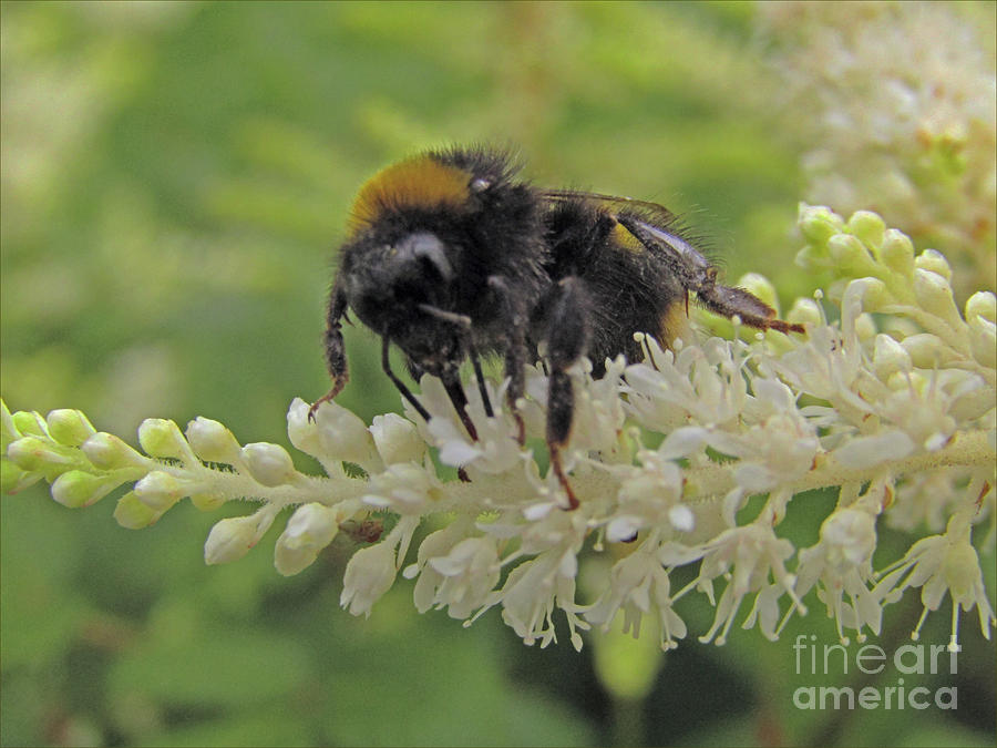 Bee Beautiful 2 Photograph by Kim Tran