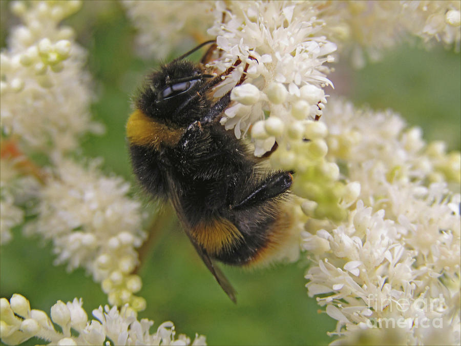 Bee Beautiful Photograph by Kim Tran