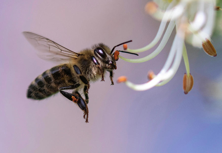 Bee Photograph by Bess Hamiti