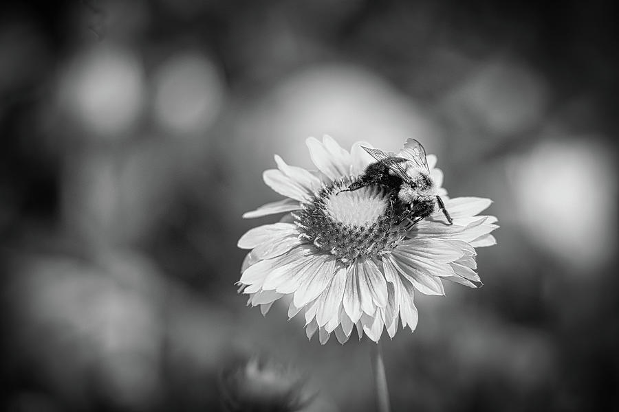 Bee Black and White Photograph by Scott Burd