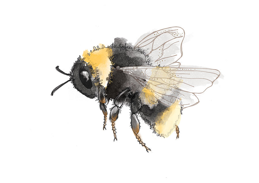 Bee (Bombus ) Drawing by Dorling Kindersley