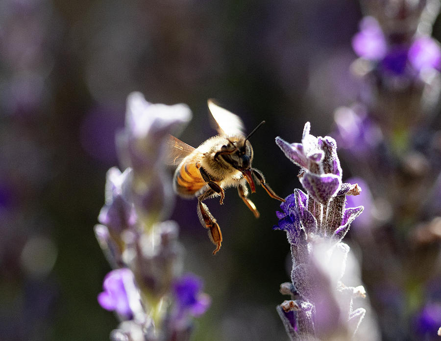 Bee Breakfast Photograph by Joe Schofield
