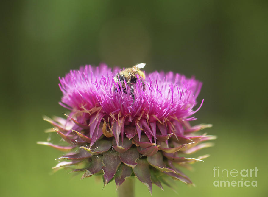 Bee Buried In A Thistle Photograph