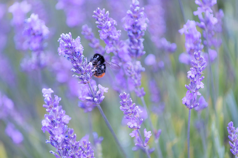 Bee buzzing in the lavender Photograph by Andrew Lalchan