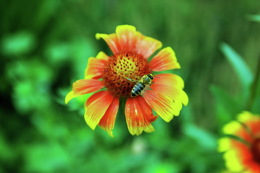 Bee Buzzing Over A Bloom Photograph