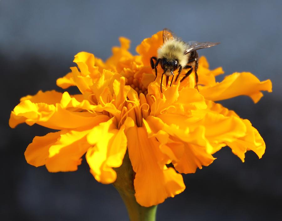 Bee Careful 101 Photograph by Angela Conklin - Fine Art America