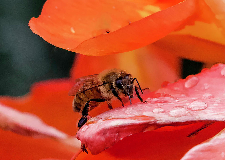 Bee Closeup Photograph by Shirley Dutchkowski
