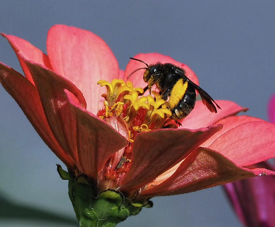 Bee collecting on Zinnia Photograph by Ronda Ryan