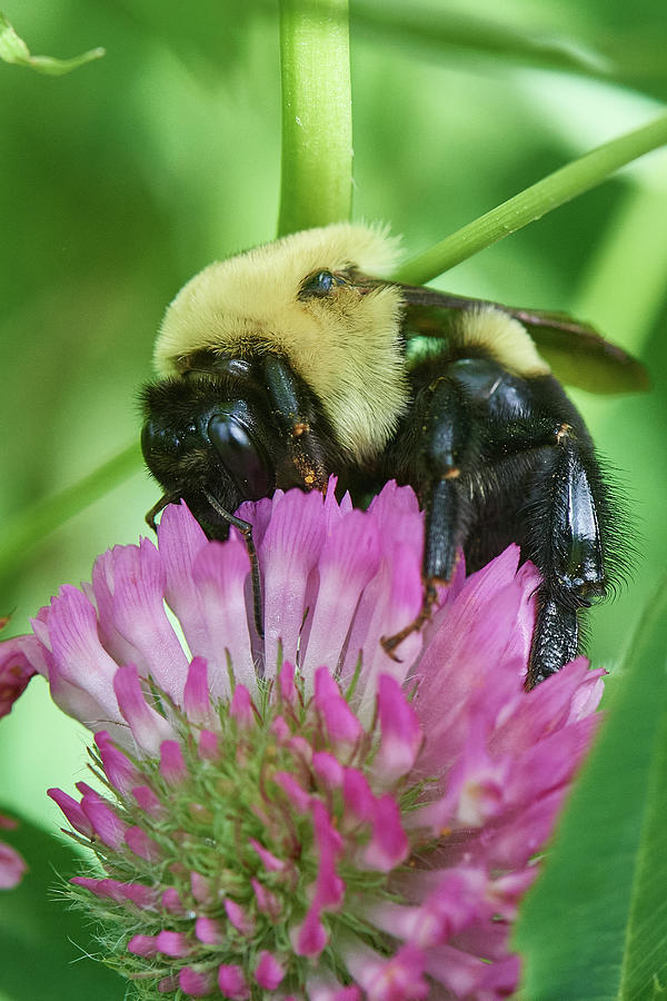 Bee collecting Photograph by Paul Freidlund