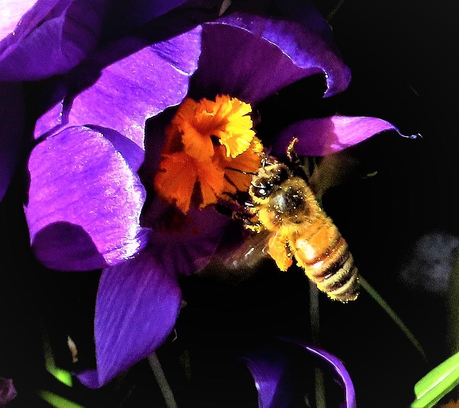 Bee Collecting Pollen from Crocus Photograph by Linda Stern