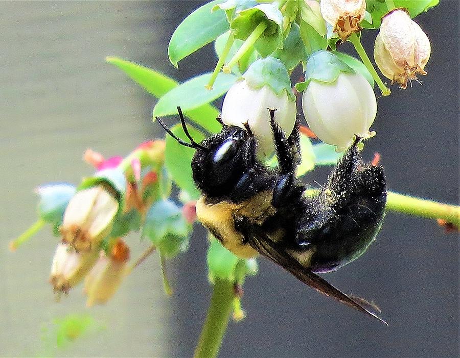 Bee Collecting Pollen   Photograph by Linda Stern