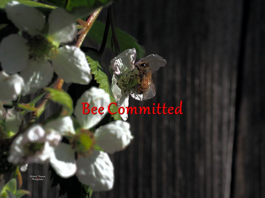 Bee Committed Photograph by Richard Thomas
