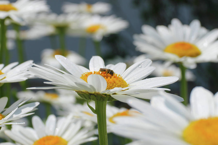 Bee Daisy Dew Photograph by Robert Banach