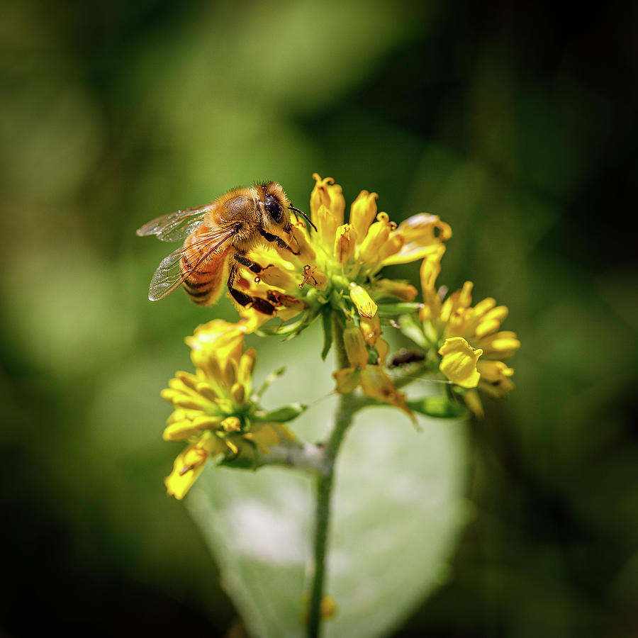 Bee Photograph by David Beechum