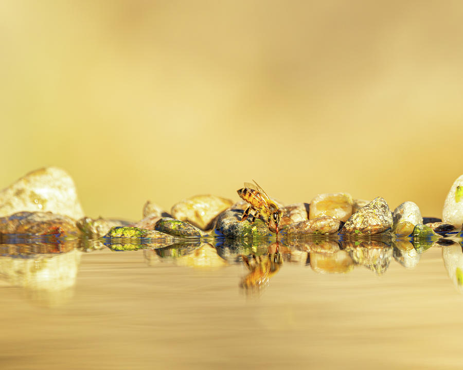 Bee Drinking Water Reflection Photograph