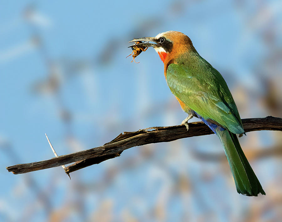 Bee-Eater eating Bees Photograph by Cheryl Strahl