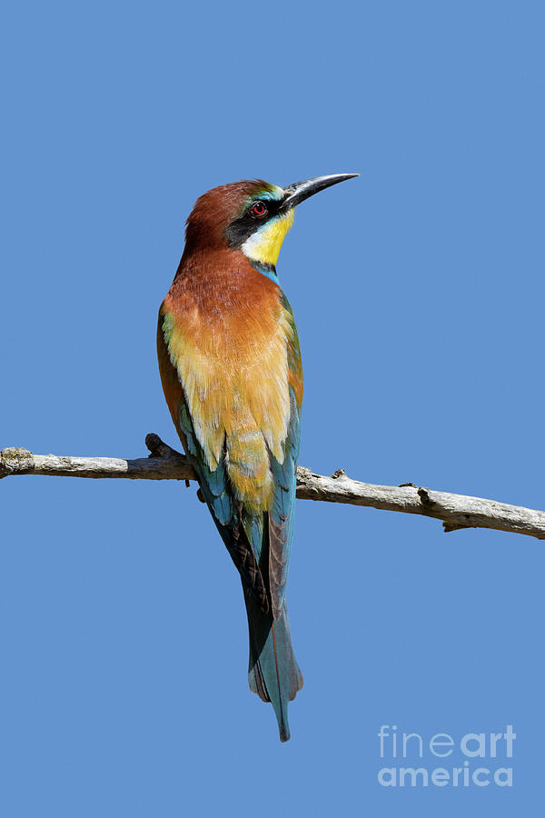 Bee-eater in Tree Photograph by Arterra Picture Library