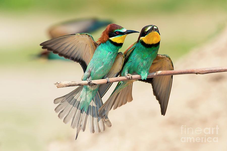 Bee-eaters On A branch Photograph by Walter DallArmellina - eStock Photo