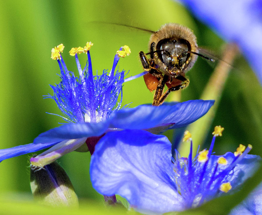 Bee Face Photograph by Pamela McDaniel