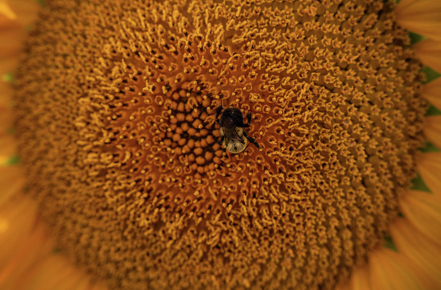 Bee Farmer Photograph by Kristopher Schoenleber