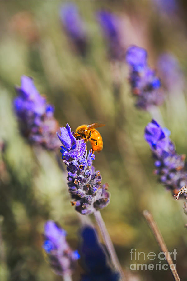 Bee Feasting On Lavender Flowers Photograph by Joy Watson