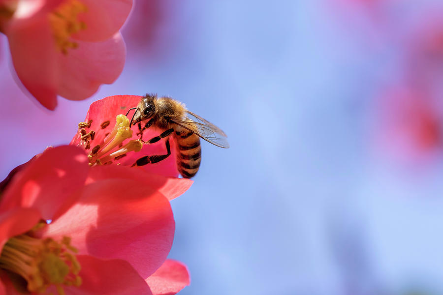 Bee feeding on flowering quince flower Photograph by Karen Foley