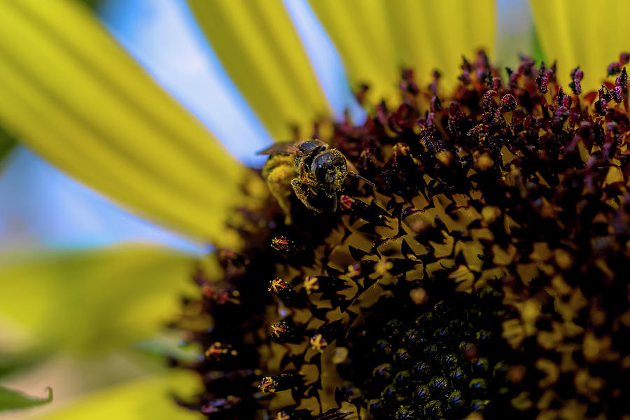 Bee Feeding On The Sunflower Photograph