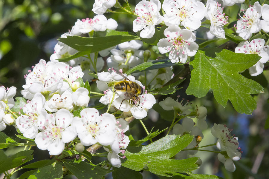 Bee Feeds On A Bush Of White Flowers Photograph by James63