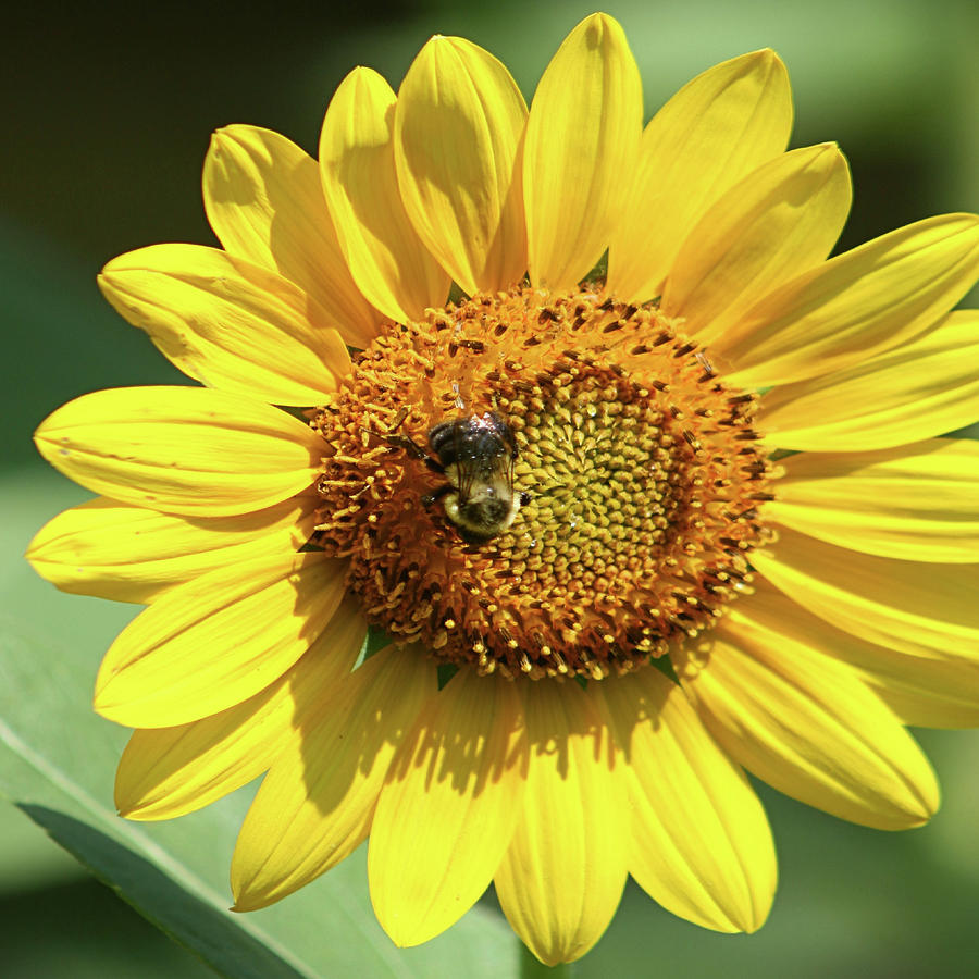 Bee Fine Photograph by DJ Florek