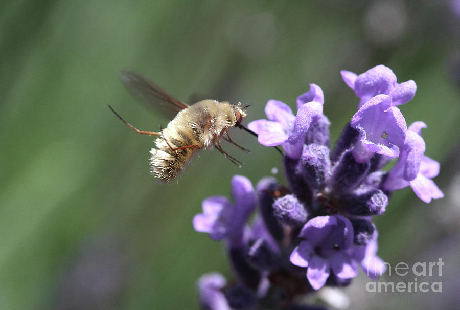 Bee Fly Photograph by Gary Wing