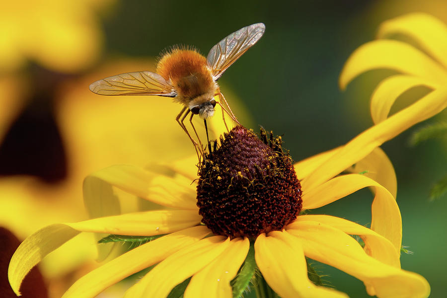 Bee Fly on Black-eyed Susan Photograph by Cascade Colors