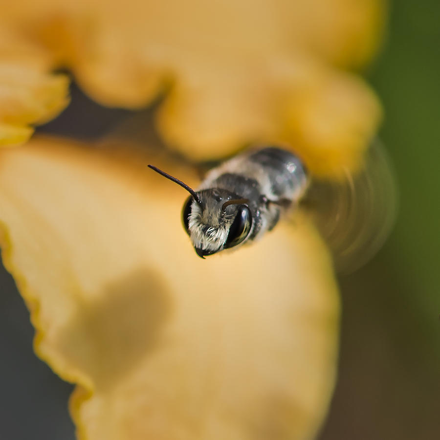 Bee Flying at You Photograph by Gail Shotlander