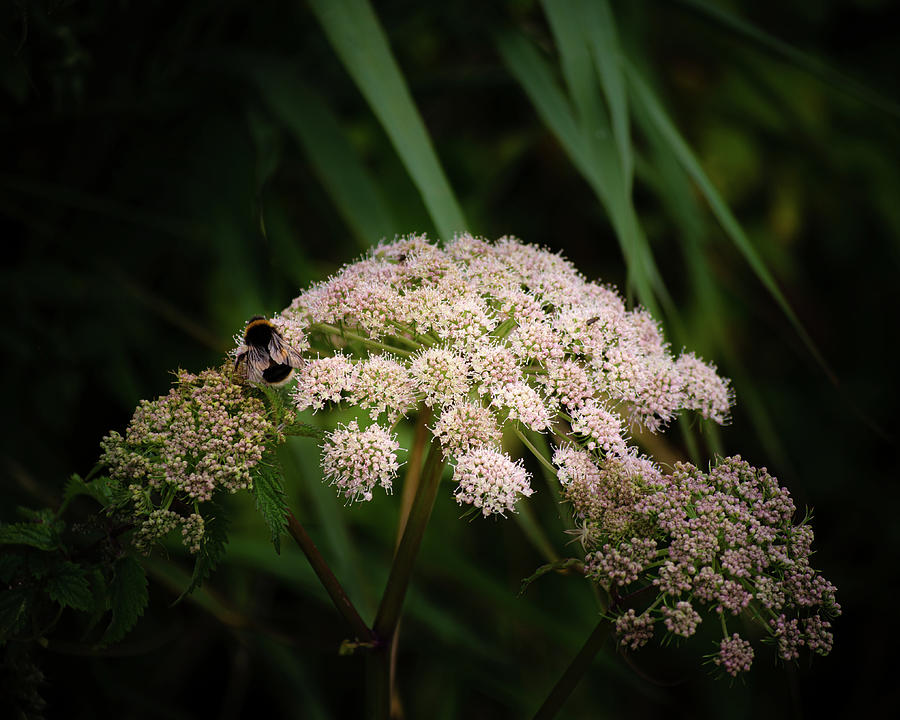 Bee friendly Photograph by Spikey Mouse Photography