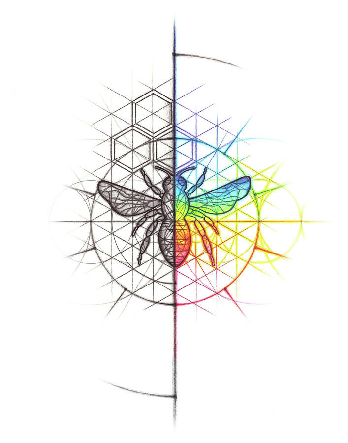 Bee Geometry Spectrum  Drawing by Nathalie Strassburg