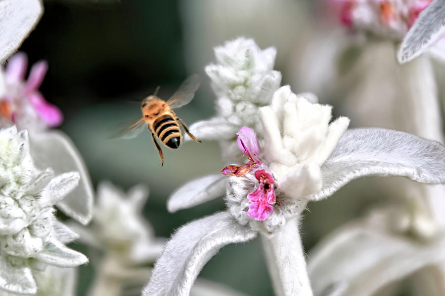 Insects Photograph - Bee Gone by Donna Kennedy