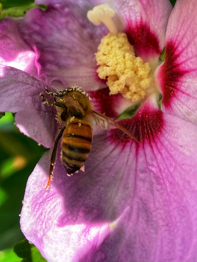 Bee Grateful 1 Photograph by Julie Ann Stanford - Fine Art America