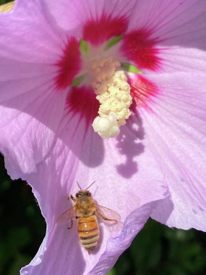 Bee Grateful 7 Photograph by Julie Ann Stanford - Fine Art America