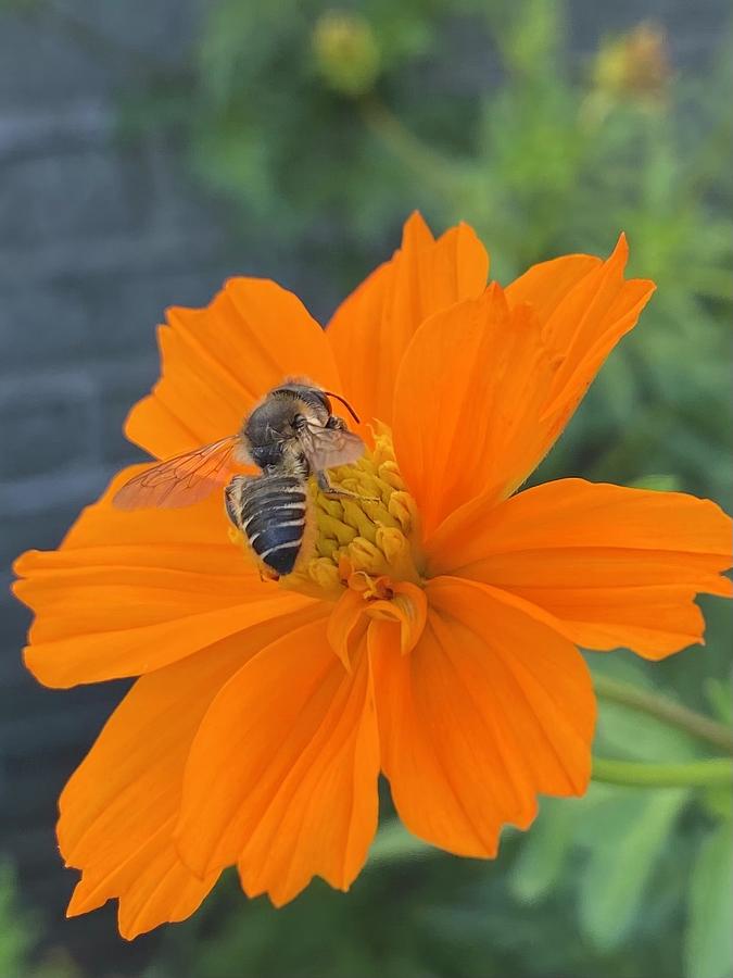 Bee Grateful Photograph by Ieshia Graham - Pixels