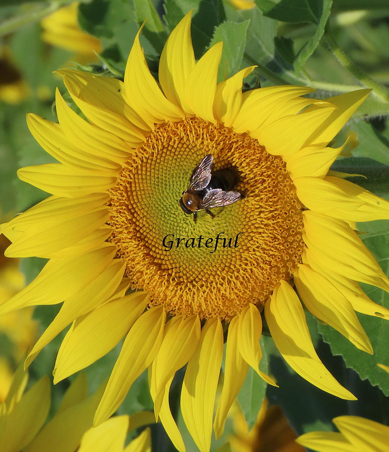 Bee Grateful Photograph by Pauline Medori - Fine Art America