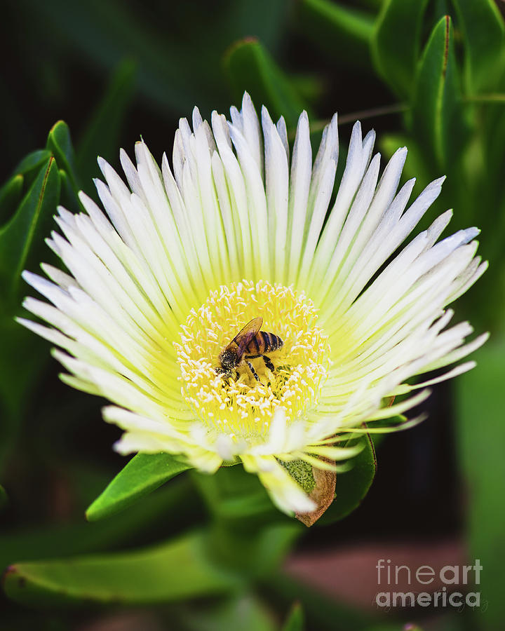Bee Happy  Photograph by Abigail Diane Photography