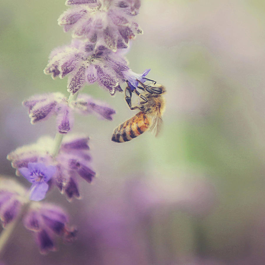 Bee Happy Photograph by Carrie Ann Grippo-Pike