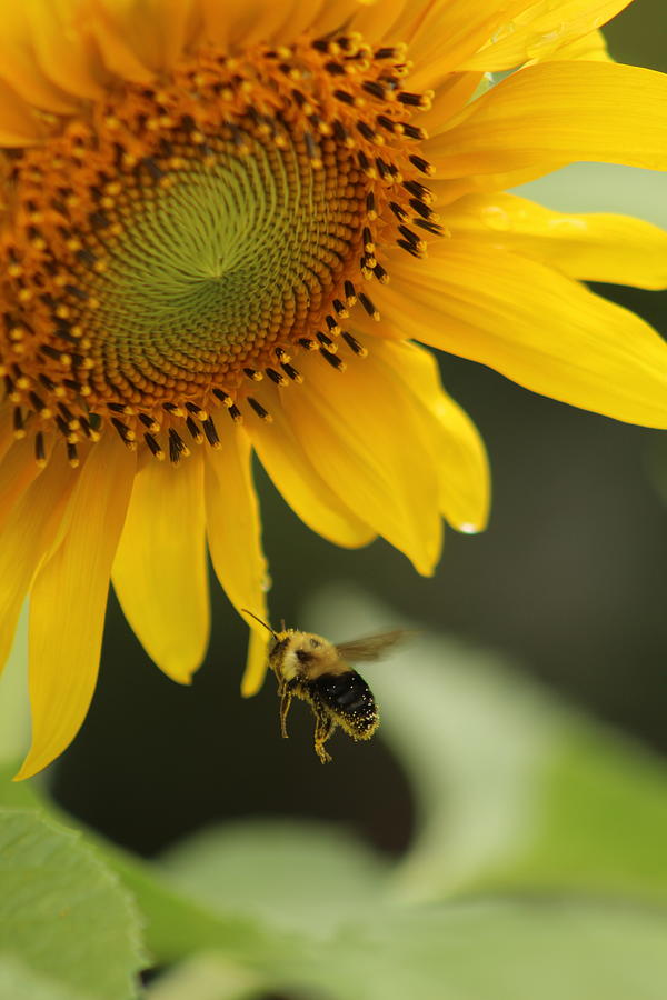 Bee Happy Photograph by Jane Ford