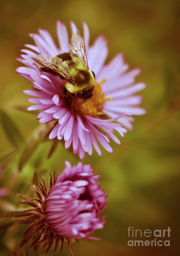 Bee Happy Photograph by Rafia Malik