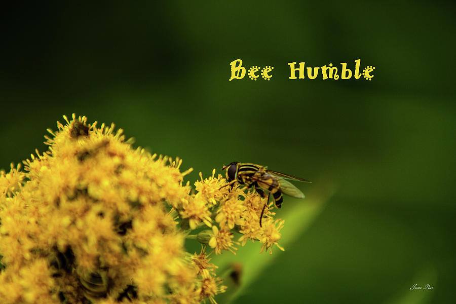 Bee Humble Photograph by Jana Rosenkranz