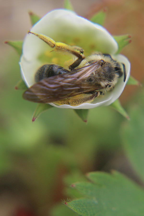 Nature Photograph - Bee In A Flower Cup by Holly Morris