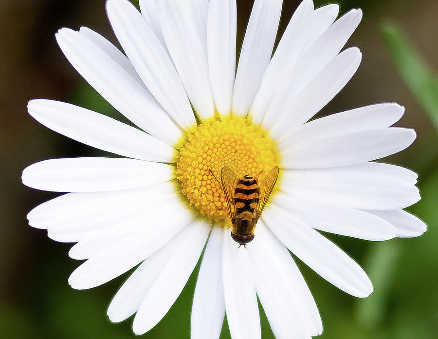 Bee on a Flower - Alaska Photograph by David Morehead