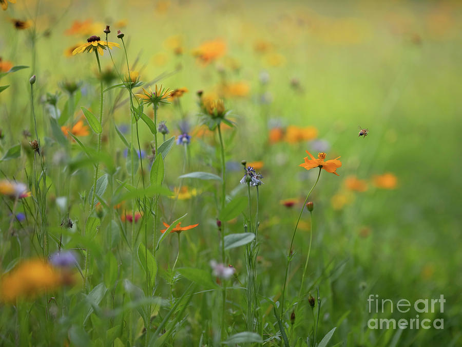 Bee in a Meadow of Wildflowers Photograph by Diane Diederich